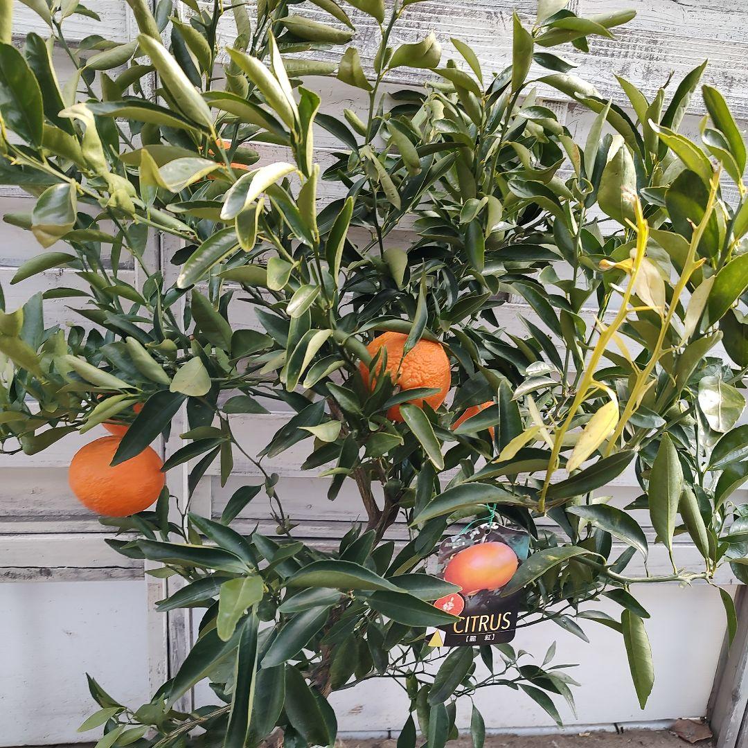 オ*ナ様 麗紅 3年生 苗木 登録品種 実つき！