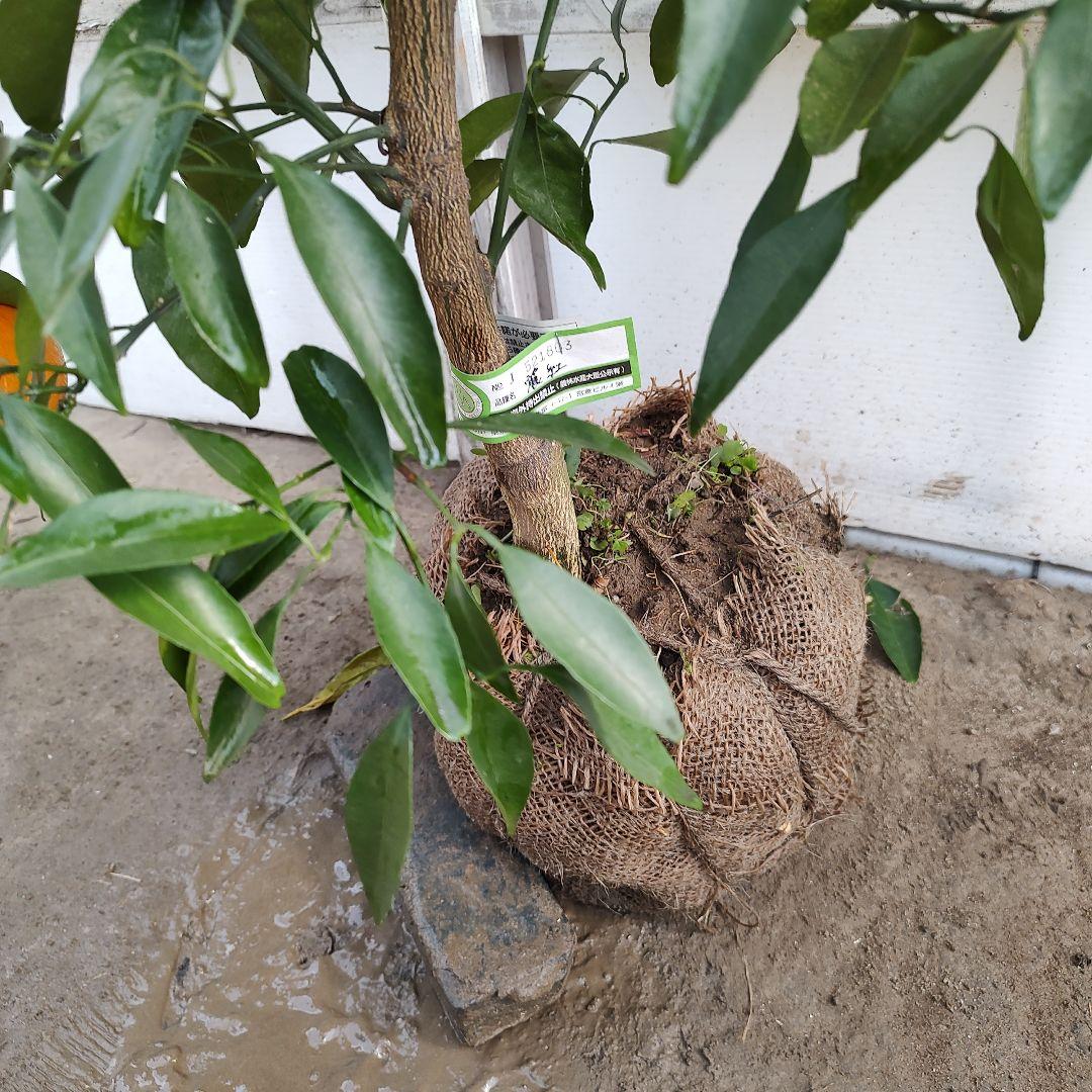 オ*ナ様 麗紅 3年生 苗木 登録品種 実つき！