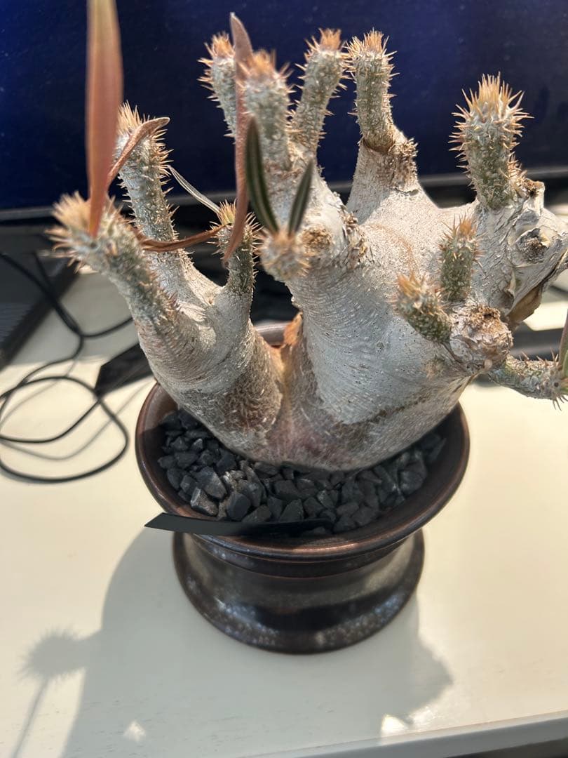 パキポディウム イノピナツム 2頭