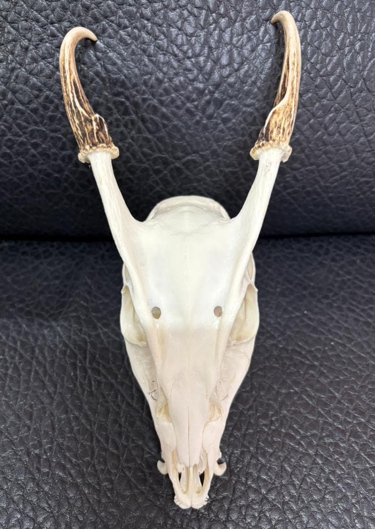 良品！ キョン（ヨツメジカ）Muntjac 頭骨　A