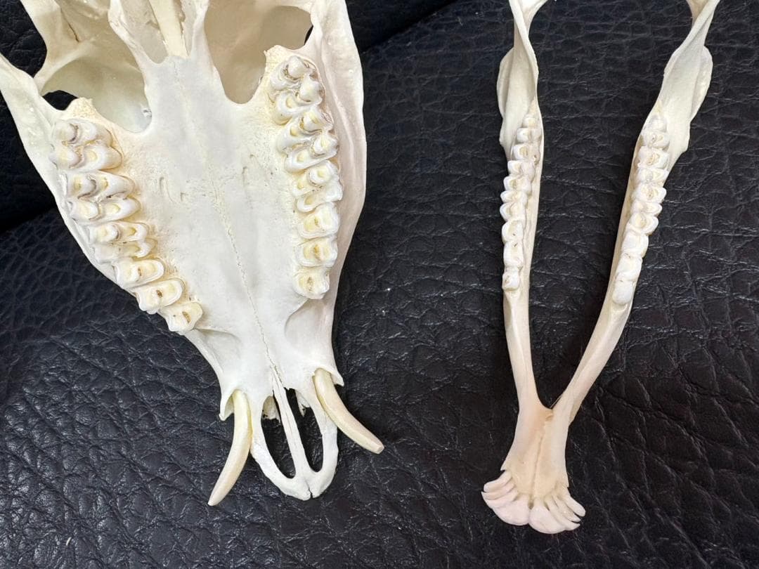 良品！ キョン（ヨツメジカ）Muntjac 頭骨　A