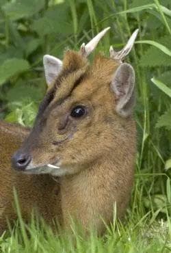 良品！ キョン（ヨツメジカ）Muntjac 頭骨　A