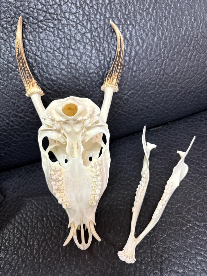 良品！ キョン（ヨツメジカ）Muntjac 頭骨　A