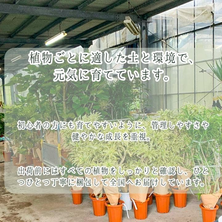 パキラ ミルキーウェイ 四箇所接木仕立て｜約65cm｜5号鉢｜無機質用土