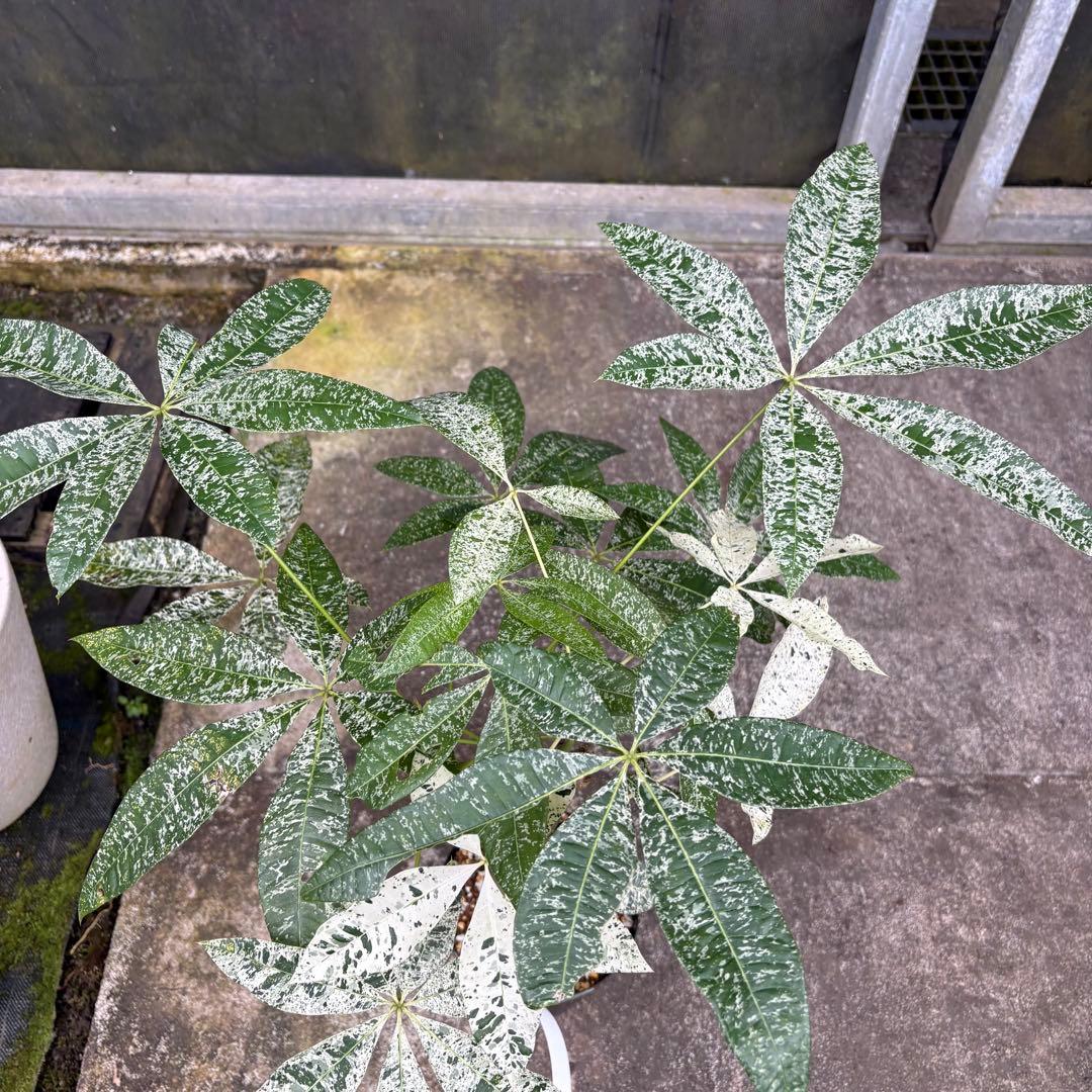 パキラ ミルキーウェイ 四箇所接木仕立て｜約65cm｜5号鉢｜無機質用土