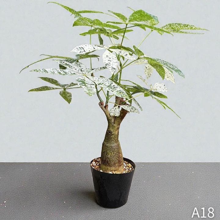 パキラ ミルキーウェイ 四箇所接木仕立て｜約65cm｜5号鉢｜無機質用土