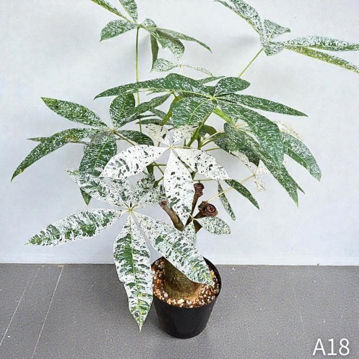 パキラ ミルキーウェイ 四箇所接木仕立て｜約65cm｜5号鉢｜無機質用土