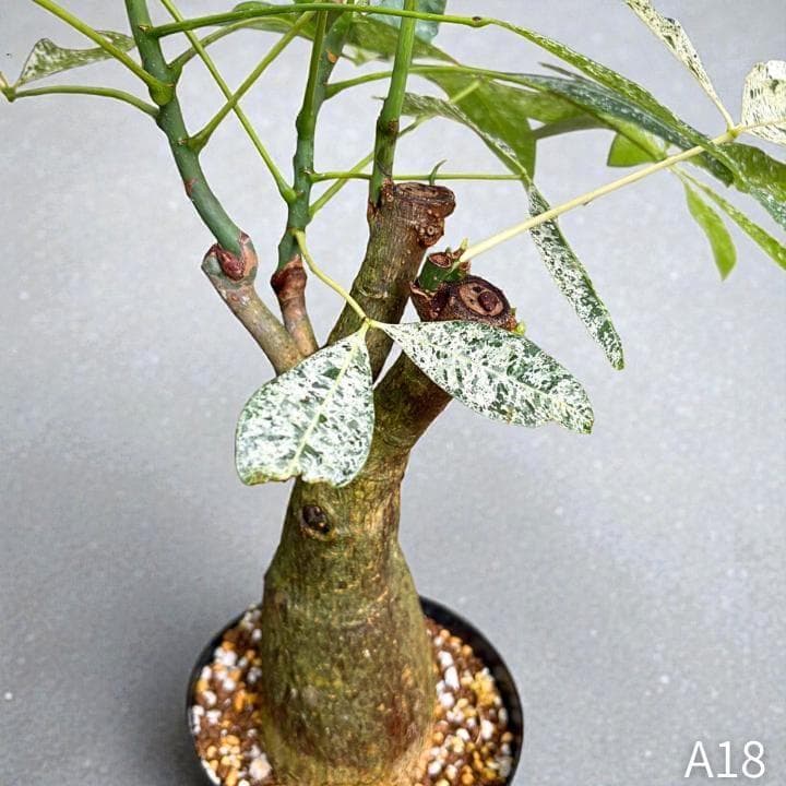 パキラ ミルキーウェイ 四箇所接木仕立て｜約65cm｜5号鉢｜無機質用土