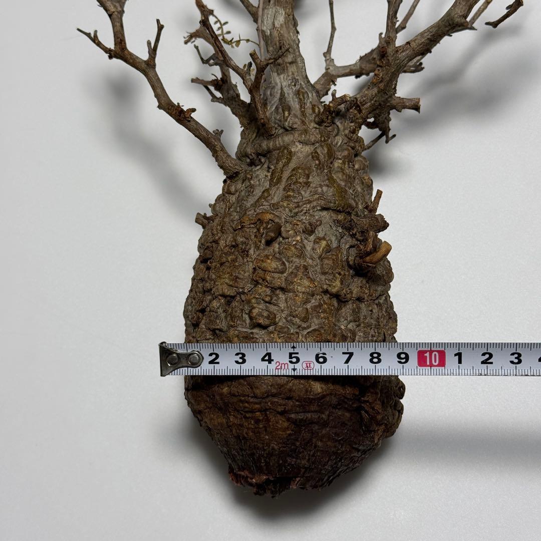 オペルクリカリア パキプス 現地株 ベアルート