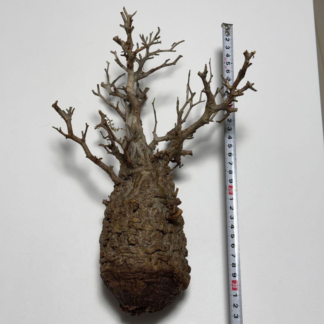 オペルクリカリア パキプス 現地株 ベアルート