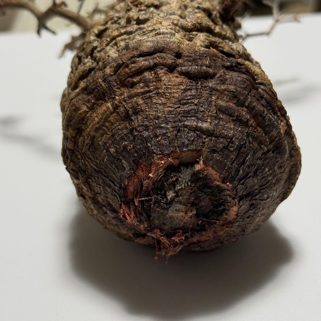 オペルクリカリア パキプス 現地株 ベアルート