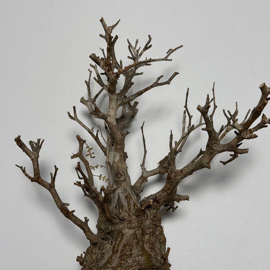 オペルクリカリア パキプス 現地株 ベアルート