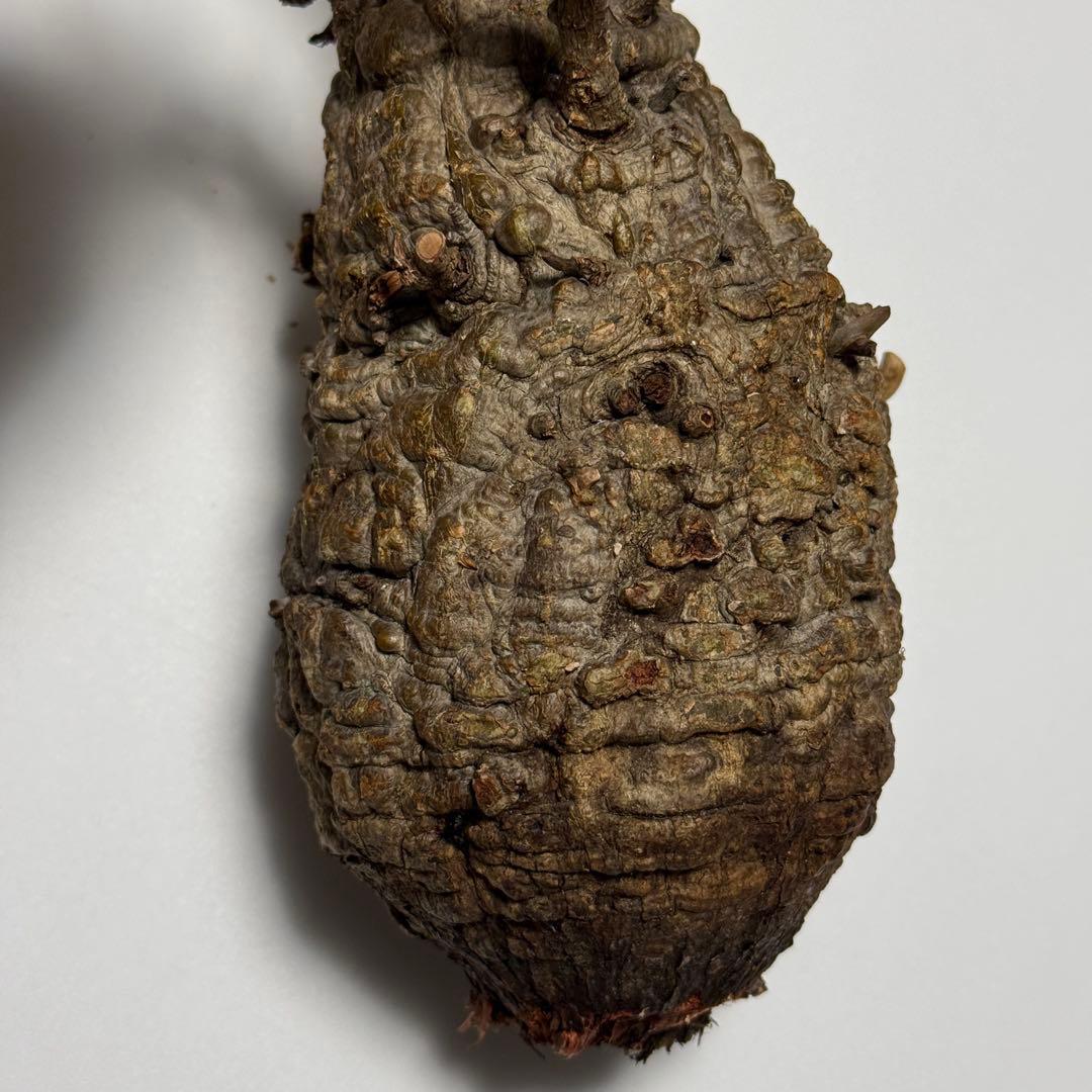 オペルクリカリア パキプス 現地株 ベアルート