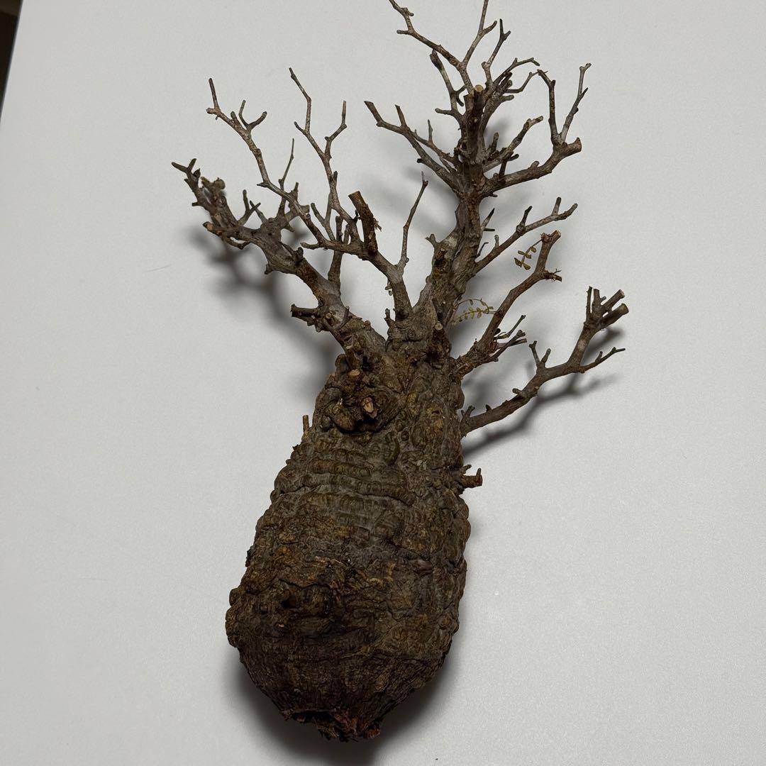 オペルクリカリア パキプス 現地株 ベアルート