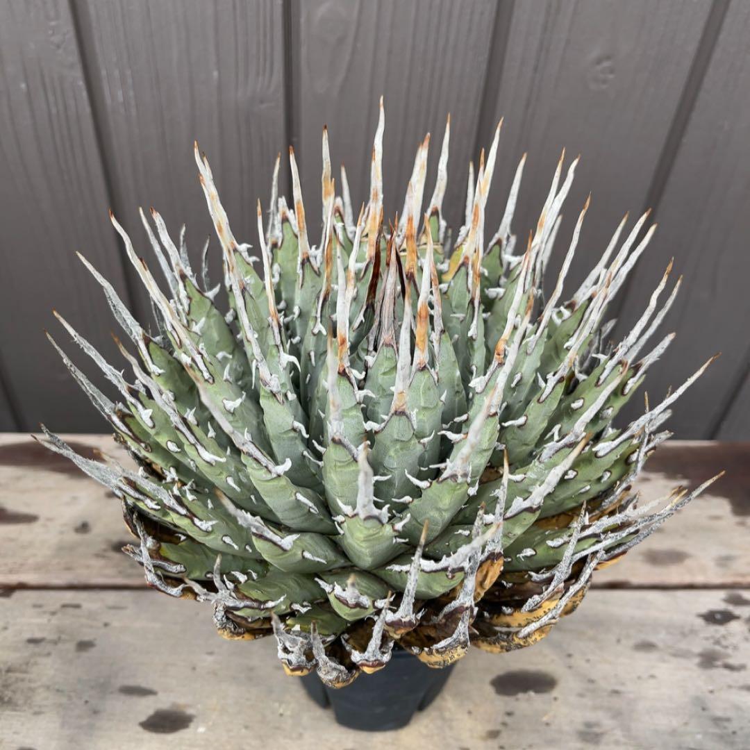 《期間限定販売❗️》『アガベ ユタエンシス　エボリスピナ』極美株　現地球　発根済