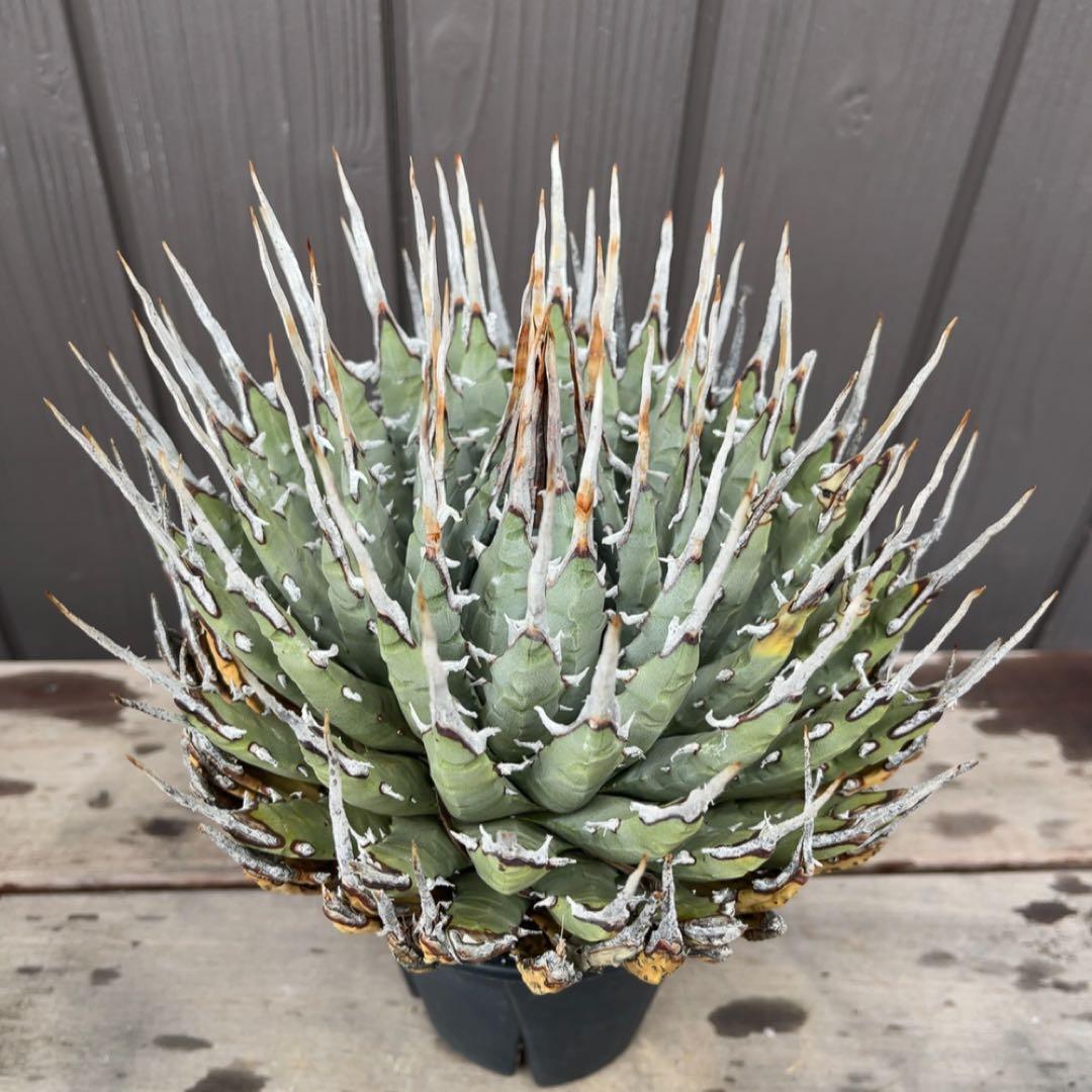 《期間限定販売❗️》『アガベ ユタエンシス　エボリスピナ』極美株　現地球　発根済