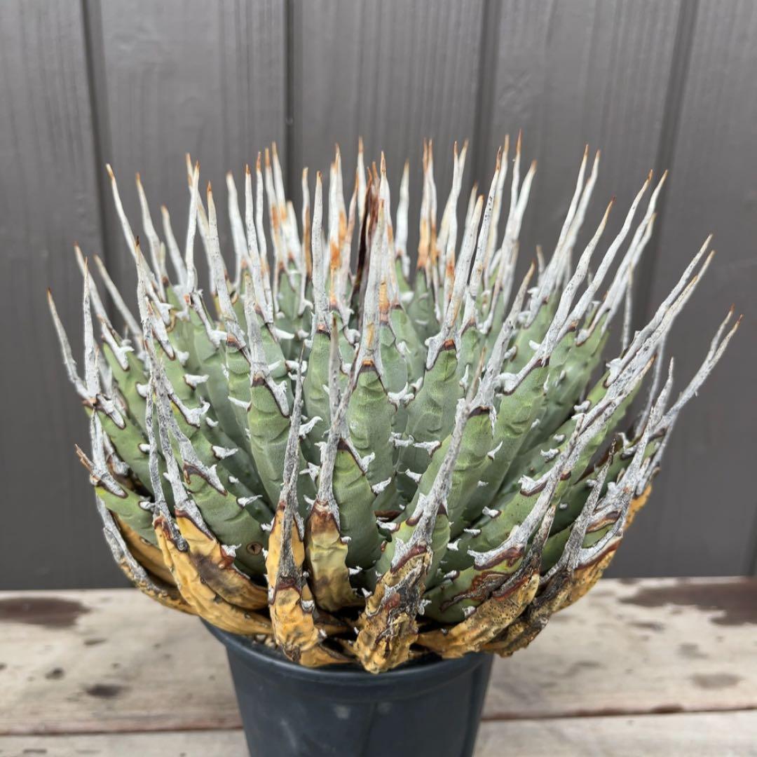 《期間限定販売❗️》『アガベ ユタエンシス　エボリスピナ』極美株　現地球　発根済