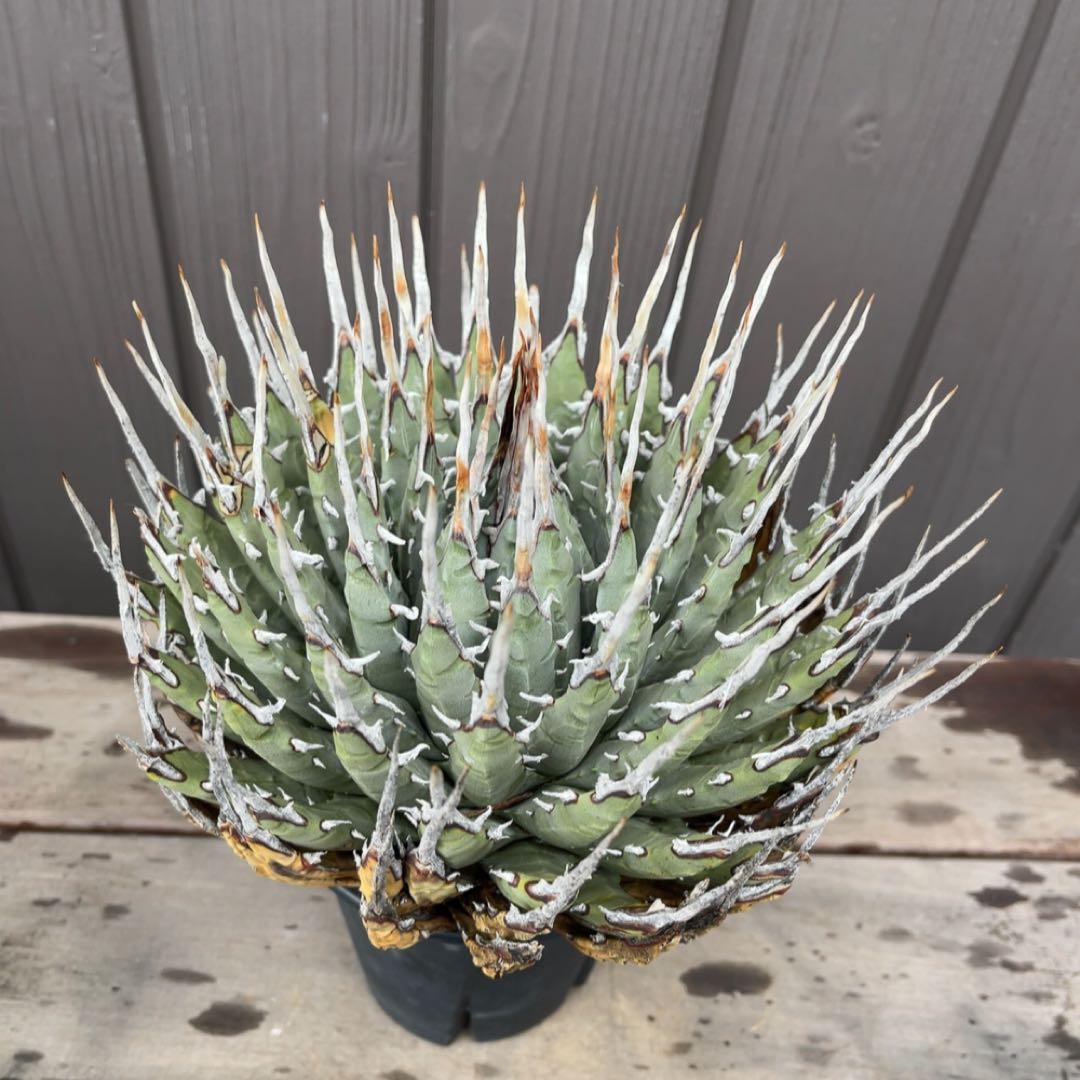 《期間限定販売❗️》『アガベ ユタエンシス　エボリスピナ』極美株　現地球　発根済
