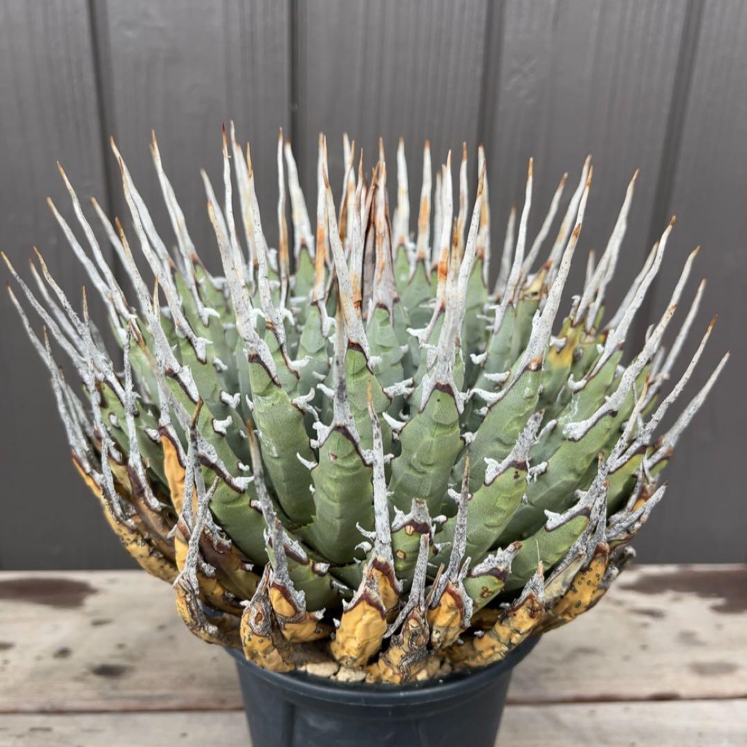 《期間限定販売❗️》『アガベ ユタエンシス　エボリスピナ』極美株　現地球　発根済