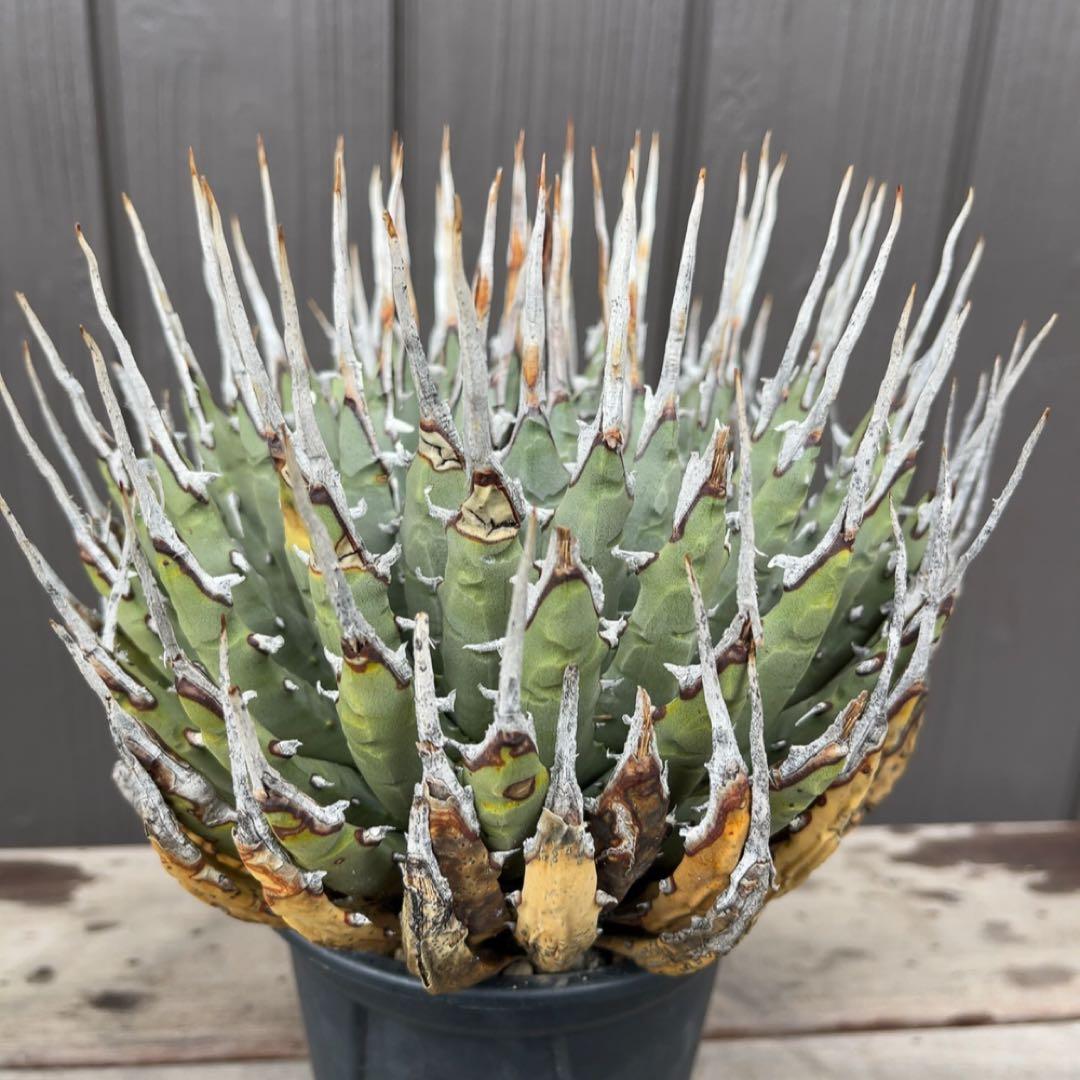 《期間限定販売❗️》『アガベ ユタエンシス　エボリスピナ』極美株　現地球　発根済