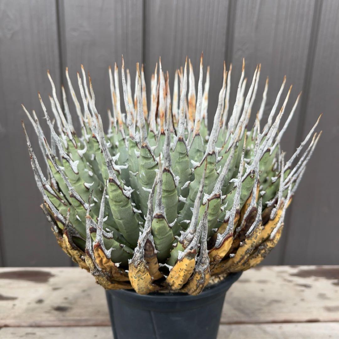 《期間限定販売❗️》『アガベ ユタエンシス　エボリスピナ』極美株　現地球　発根済