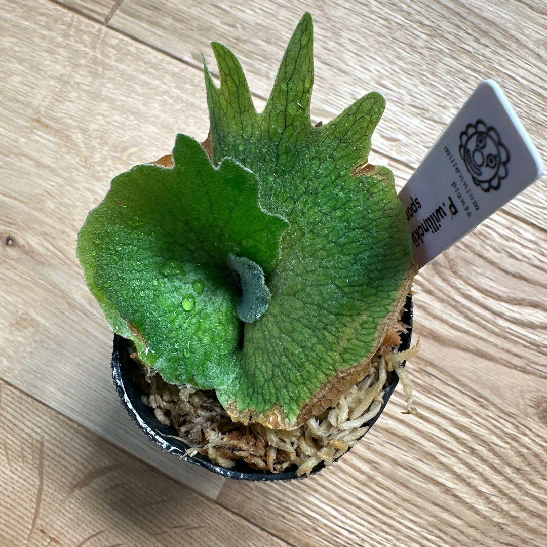 ビカクシダ P.willinckii nano spore スポア 胞子培養 - メルカリ