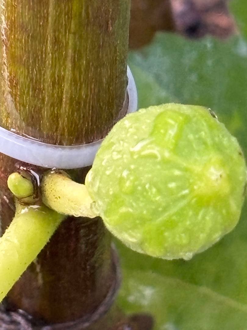 激ヤバ変態いらっしゃい Campaniere Mutant イチジク 穂木 苗 - メルカリ