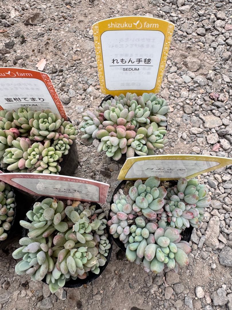 多肉植物 つぶつぶ多肉セット