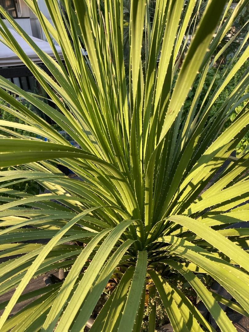 極耐寒性ダシリリオン超大株テキサナム◇南国ドライガーデン島アガベ ユッカ　ヤシ