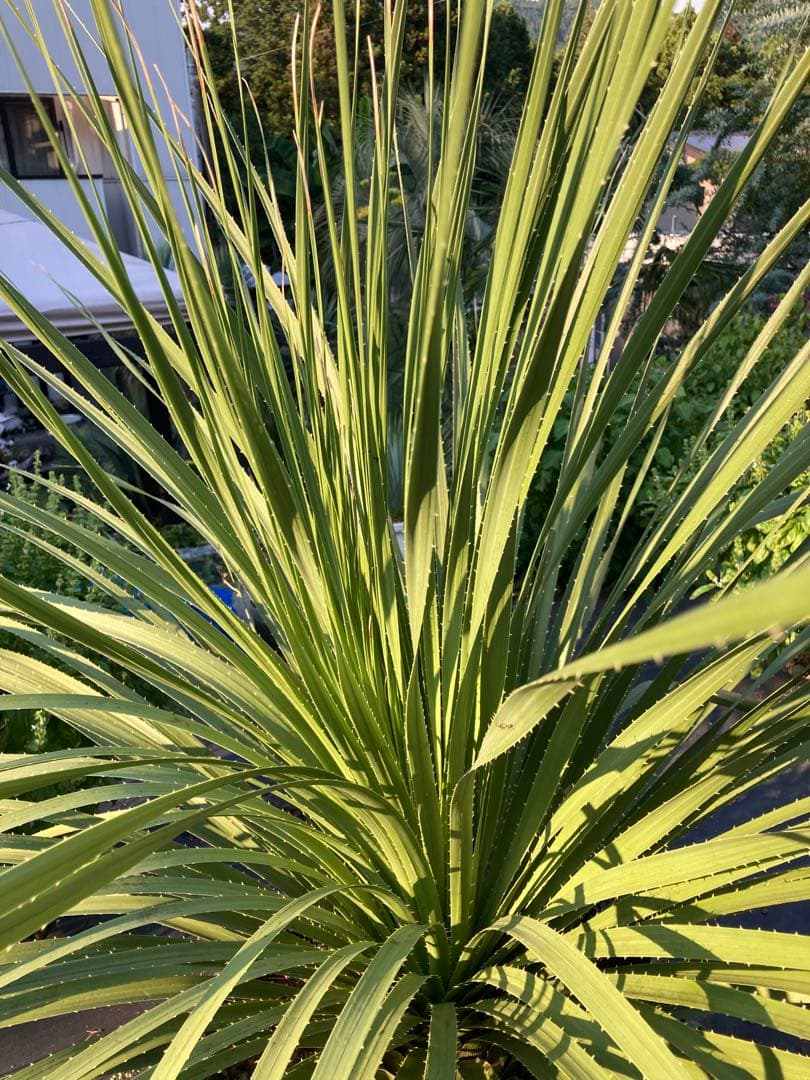 極耐寒性ダシリリオン超大株テキサナム◇南国ドライガーデン島アガベ ユッカ　ヤシ