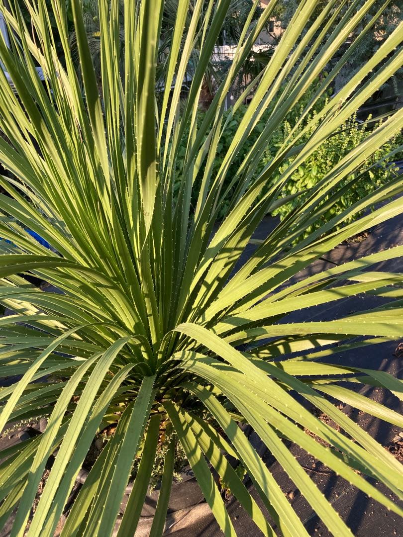 極耐寒性ダシリリオン超大株テキサナム◇南国ドライガーデン島アガベ ユッカ　ヤシ