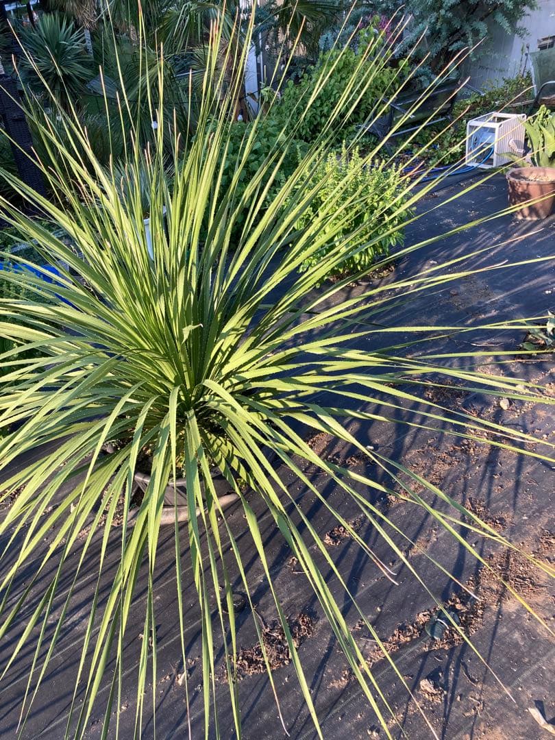 極耐寒性ダシリリオン超大株テキサナム◇南国ドライガーデン島アガベ ユッカ　ヤシ