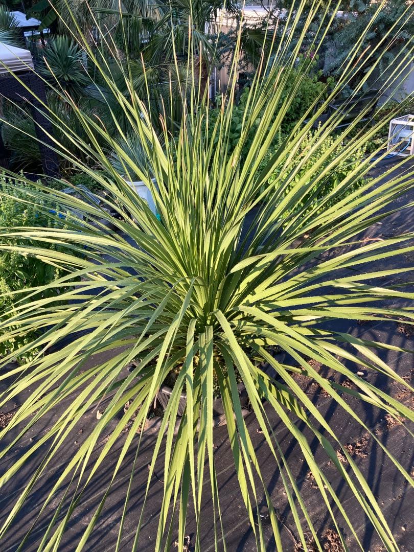 極耐寒性ダシリリオン超大株テキサナム◇南国ドライガーデン島アガベ ユッカ　ヤシ
