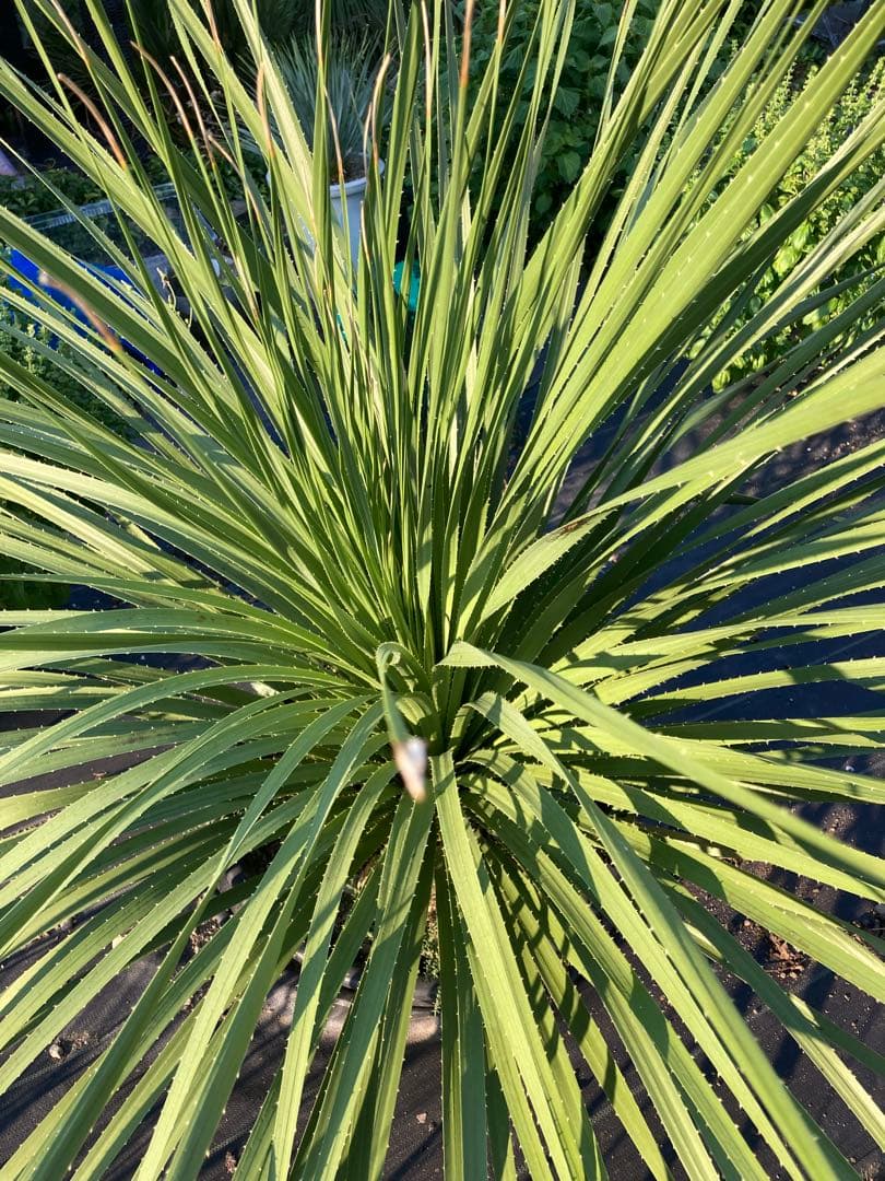 極耐寒性ダシリリオン超大株テキサナム◇南国ドライガーデン島アガベ ユッカ　ヤシ