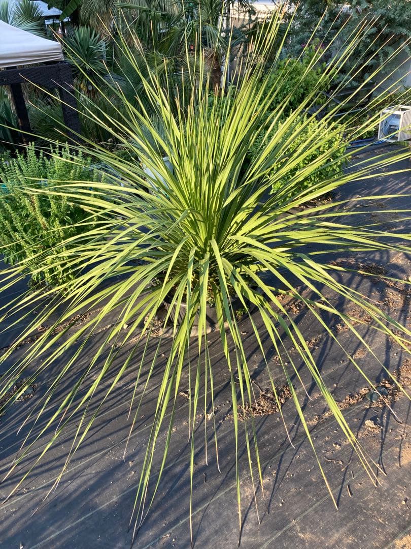 極耐寒性ダシリリオン超大株テキサナム◇南国ドライガーデン島アガベ ユッカ　ヤシ