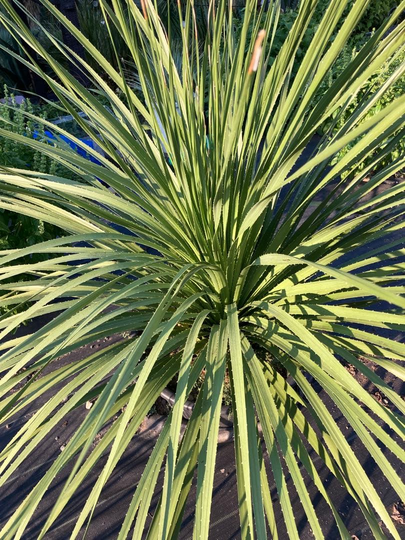 極耐寒性ダシリリオン超大株テキサナム◇南国ドライガーデン島アガベ ユッカ　ヤシ