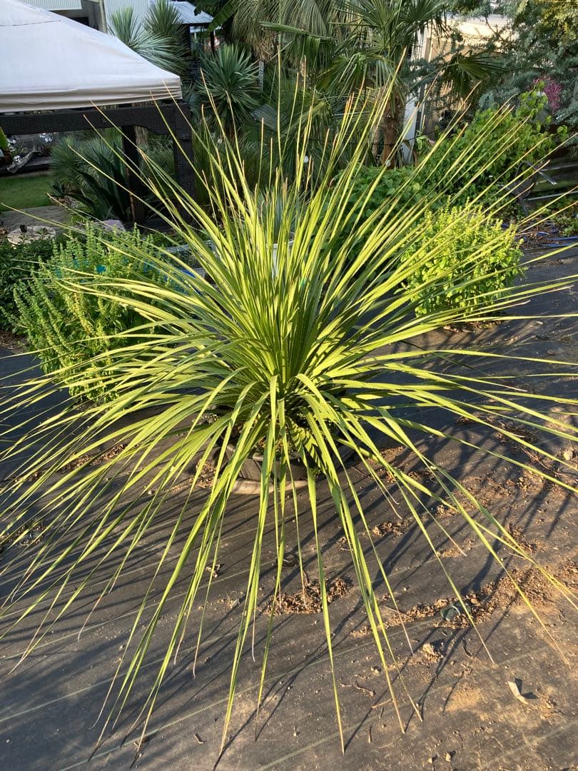 極耐寒性ダシリリオン超大株テキサナム◇南国ドライガーデン島アガベ ユッカ　ヤシ