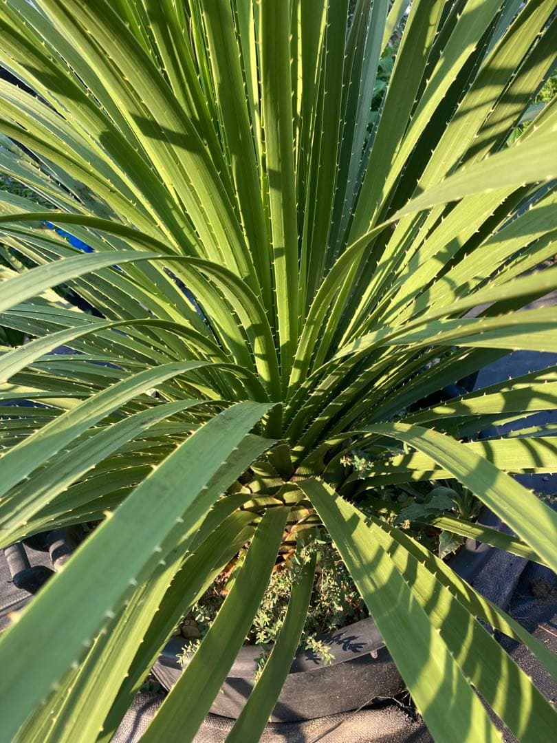 極耐寒性ダシリリオン超大株テキサナム◇南国ドライガーデン島アガベ ユッカ　ヤシ