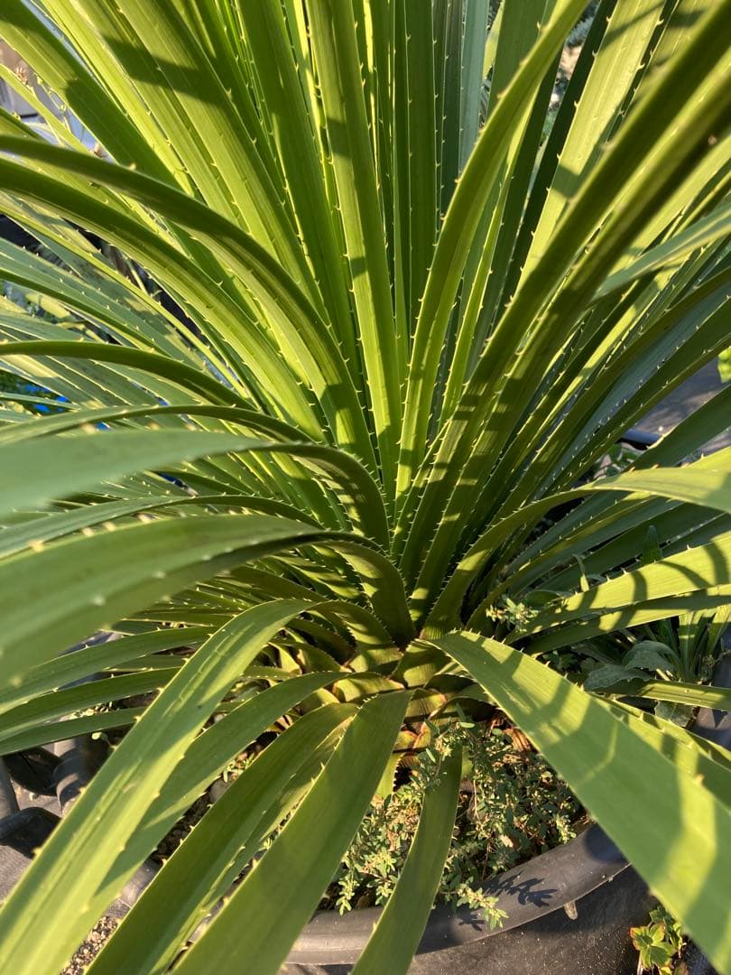 極耐寒性ダシリリオン超大株テキサナム◇南国ドライガーデン島アガベ ユッカ　ヤシ