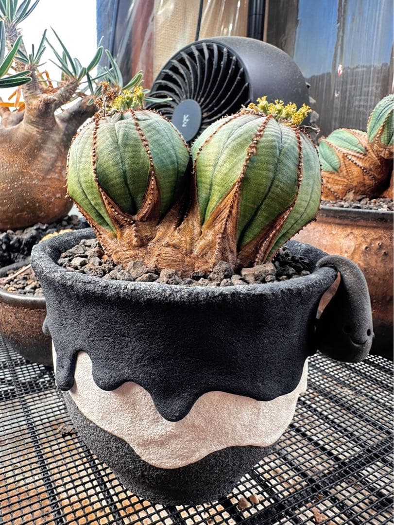 ユーフォルビアオベサ(ダブルヘッド雄株)