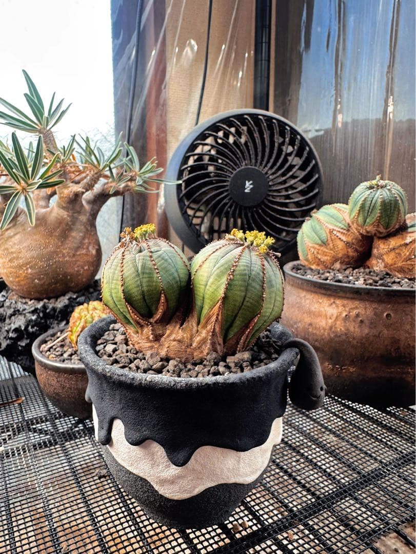 ユーフォルビアオベサ(ダブルヘッド雄株)