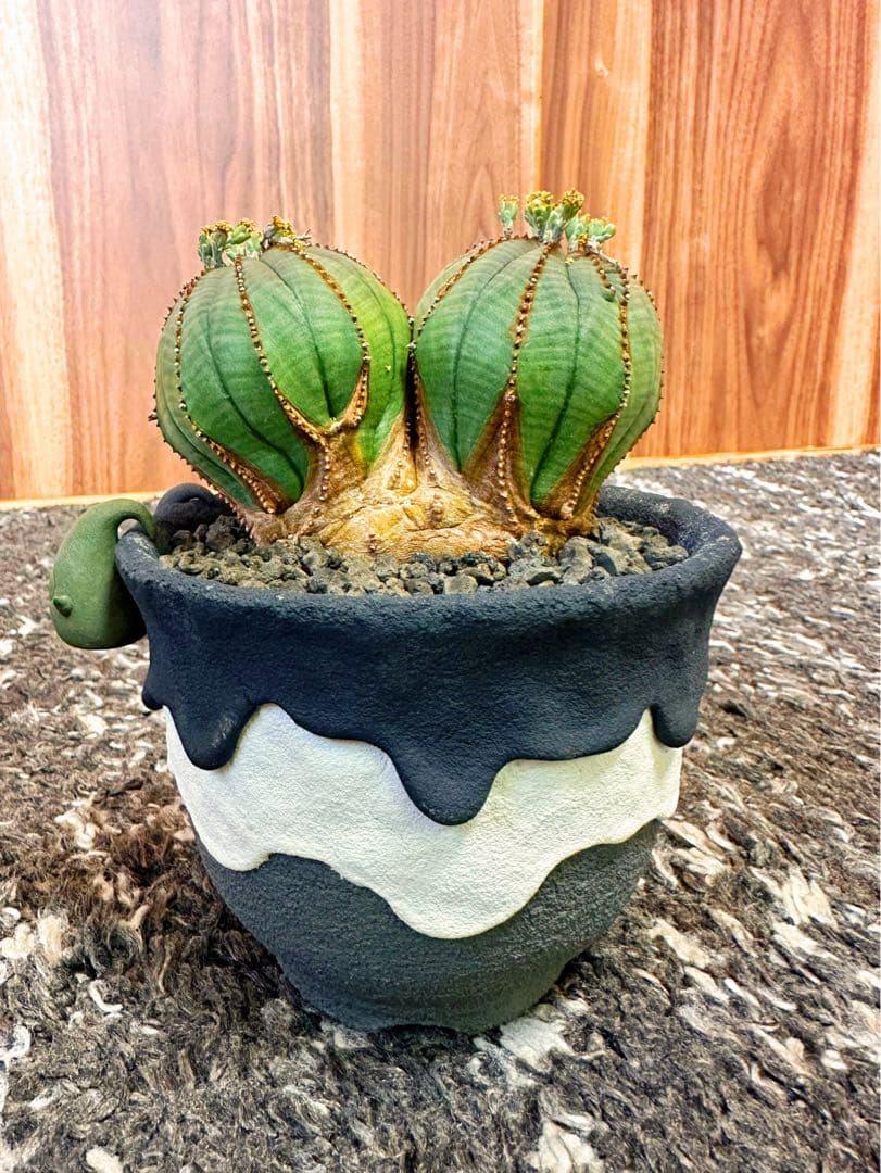 ユーフォルビアオベサ(ダブルヘッド雄株)