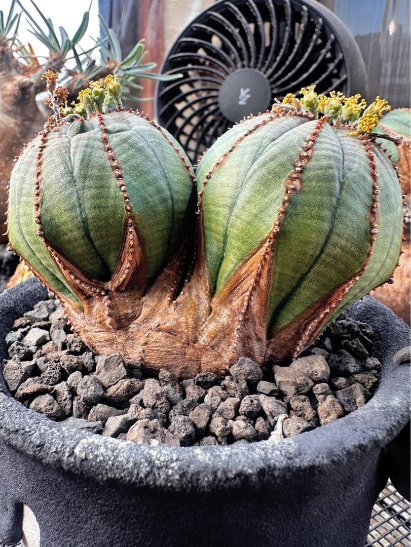 ユーフォルビアオベサ(ダブルヘッド雄株)