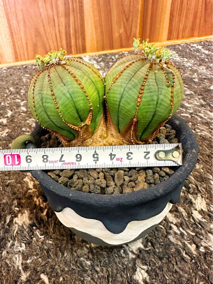 ユーフォルビアオベサ(ダブルヘッド雄株)