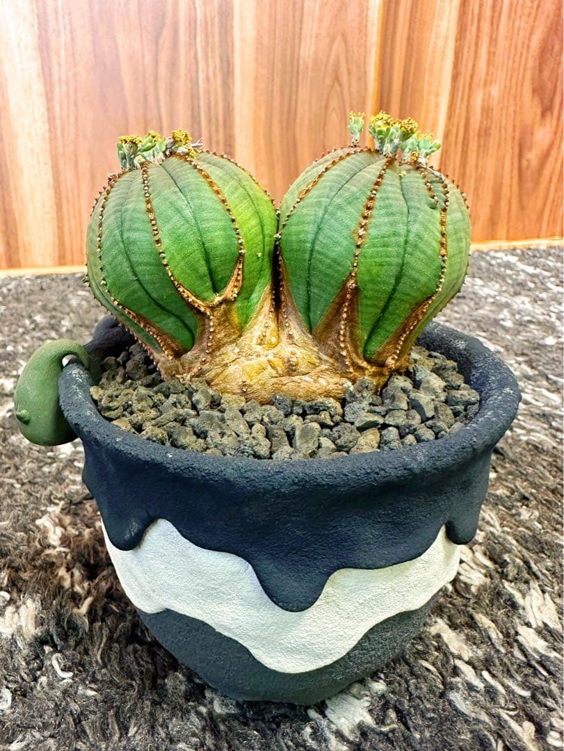 ユーフォルビアオベサ(ダブルヘッド雄株)