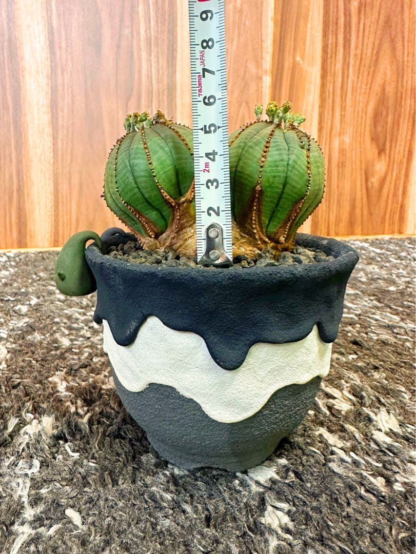 ユーフォルビアオベサ(ダブルヘッド雄株)