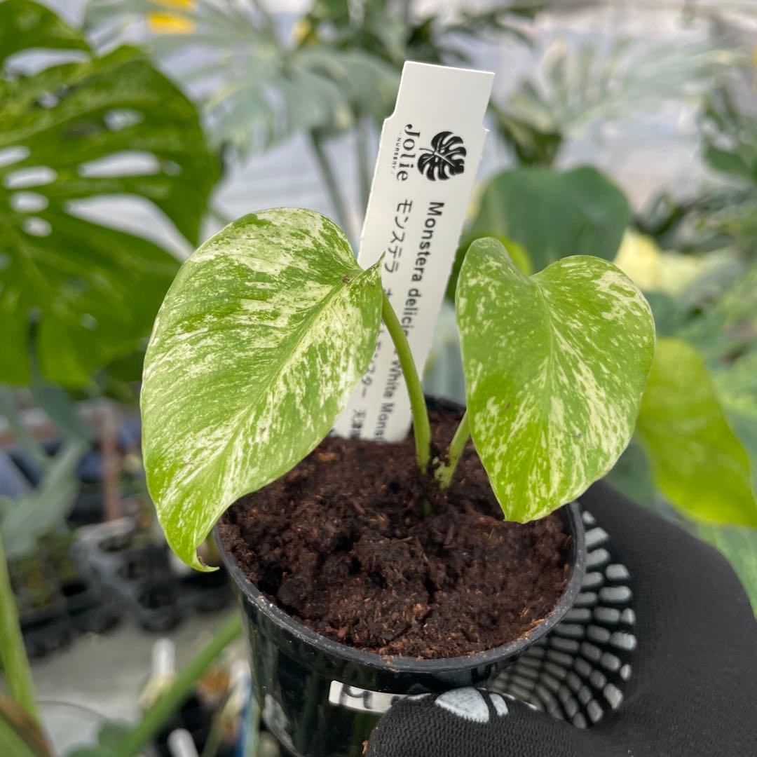 M55モンステラ デリシオーサ ホワイトモンスター 天津蘭 - メルカリ