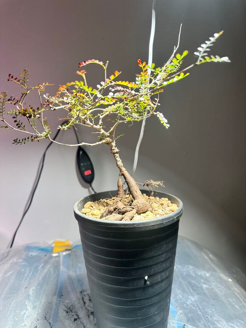 【5年株】【タンク8以上】パキプス