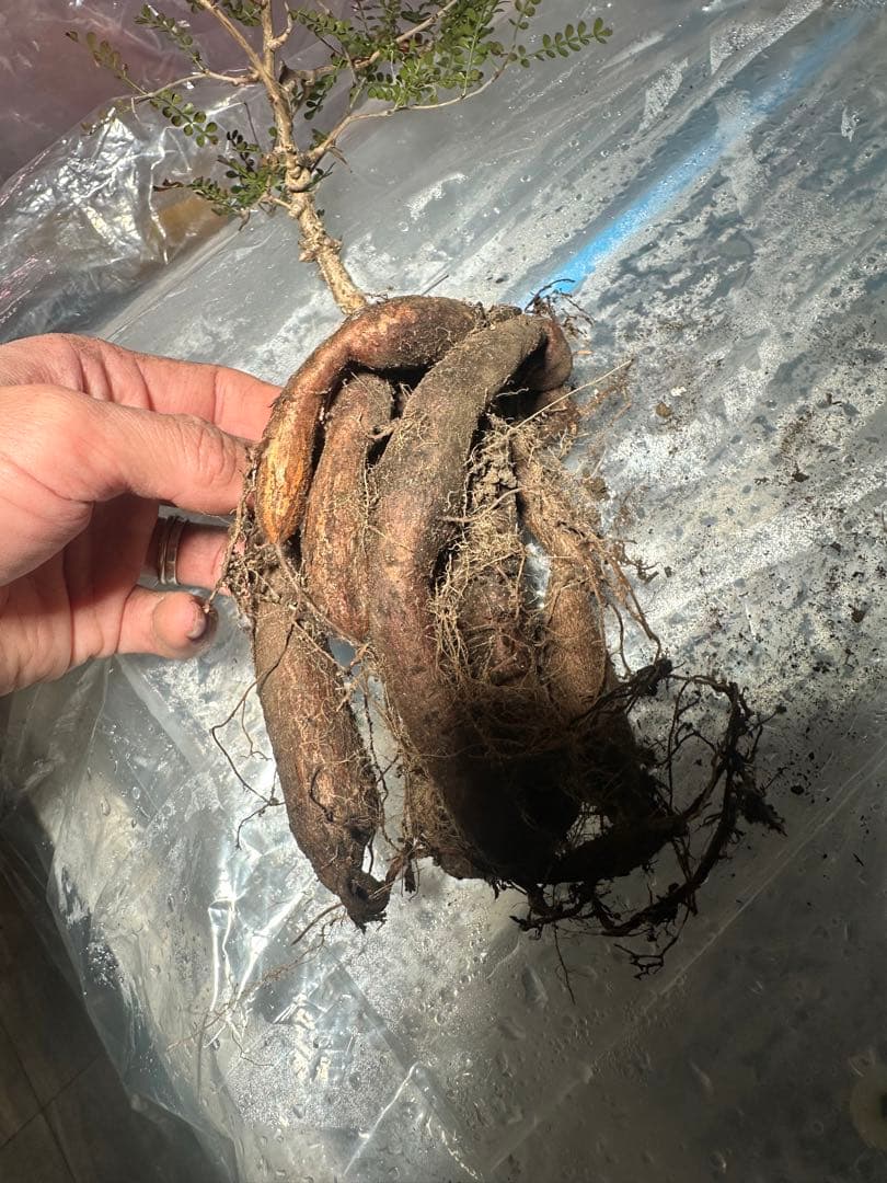 【5年株】【タンク8以上】パキプス