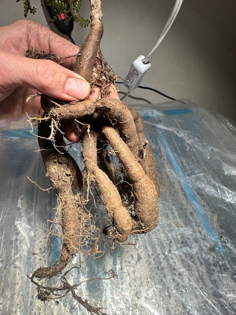 【5年株】【タンク8以上】パキプス